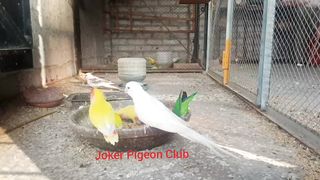 Beautiful mix parrots colony | mix bird colony