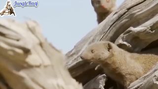 Nevla action vs lions