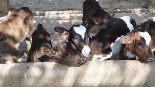 Holstein calfs
