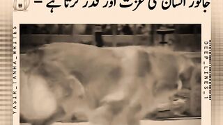 Man does not respect man, but alas, animal respects man.