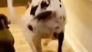 funny cats and dogs ???????? funny video ???? funny animals