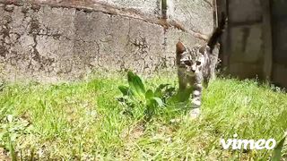 Cute Kitty Cat in action