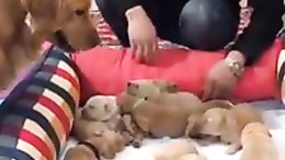 DOGS LOVE AND ATTACHEMENT