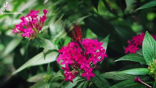 Nature video