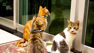 Cat funny video