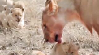 Jungle_ka_sheer|baby's_playing