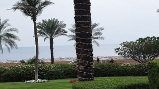 The palms ????