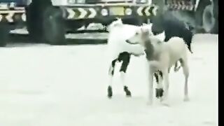 Dog and Got funny