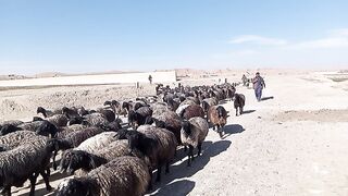 Natural environment and herd of goats