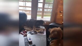 Funny Ainmal