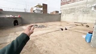Aaj Pigeons ki Pori Dukan Khareed li
