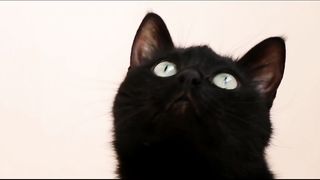 Cats funny