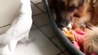 Funny video compilation of dog and cat