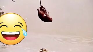 Comedy & bravery action by Monkey