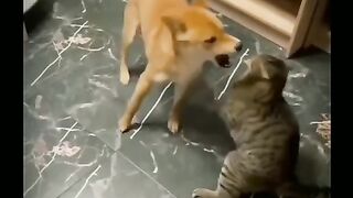 Lovely cat