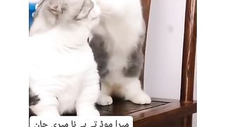 cats funny video
