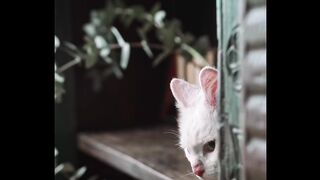 Funny cats