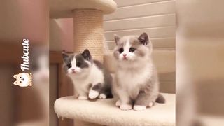 most beautiful funny ???? pets ♥