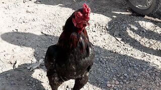 Aseel murg mandi texila