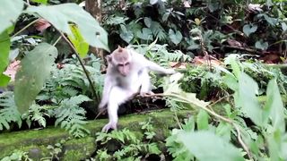 funny monkeys