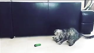 Funny cats scared of cucumbers