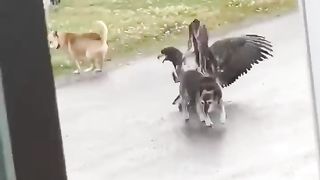 Dog catch eagle||dog vs eagle