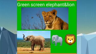 Green screen video #lion#elephant #TowaMowaJ