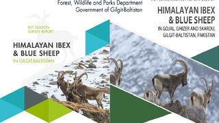 Himalayan ibex in Hunza -Himalayan Ibex spotted near Khyber Village, Hunza, Pakistan - Markhor National animal of Pakistan