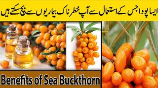 Unbelievable Health Benefits of Sea Buckthorn / Sea Buckthorn  11 Benefits, Uses _ Super fruit