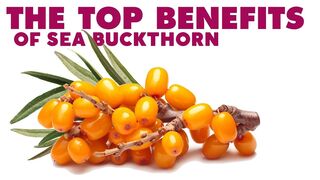 Sea buckthorn benefits || Sea buckthorn oil benefits || Sea buckthorn berry benefits in English
