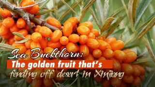 Sea buckthorns __ Sea Buckthorn_ Uses, Side Effects, Interactions, Dosage, and Warning