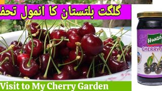 Cherry Fruit Farms--Cherry Farms In Hunza Pakistan / Cherry Lawn Fruit Farm Hunza