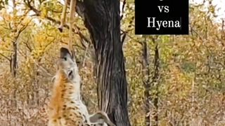 Lion ???? vs kangla ????  scenes