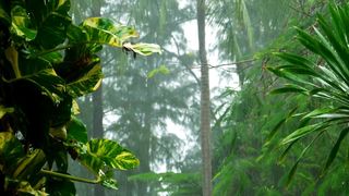 The most beautiful scene of nature and sound of rain in forest.