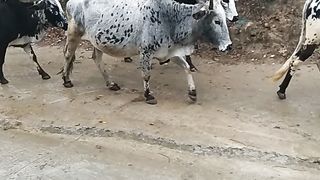 Village life