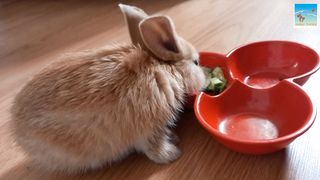 Lovely Bunny