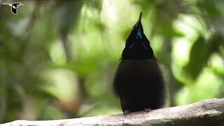 Dancing |bird