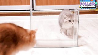 Kitten's and cat learn catches FISH ???? it's funny and cutest