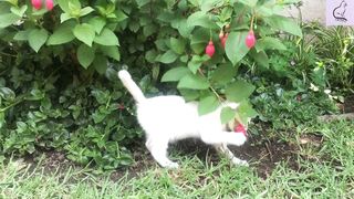 Funny Cute Cat Video