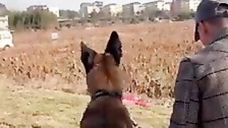Very intelligent dog.