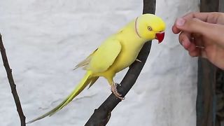 Yellow Ringneck