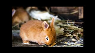 Very cute little rabbits playing .
