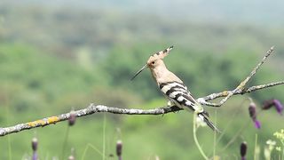 Beautiful birds cute birds