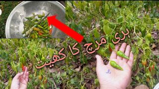 Harii Mirch ka khait/fresh dasi merchain