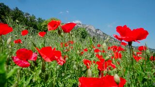 beautiful flowers, red flowers, green forest flowers,