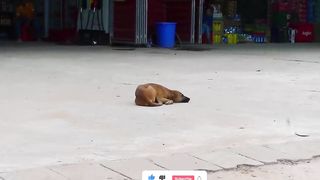Fake Lion Prank Dog So Funny Can Not Stop Laugh - New Funny Prank Video 2022