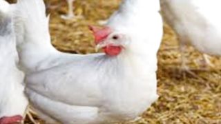 bagair kharche ke Ande aur murgi khayen | murgiyon se zyada ande lene ka tarika | hen in pakistan