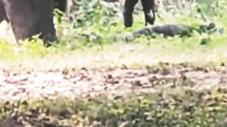 Drunk man Jumped in the Zoo for Sucide attemp.