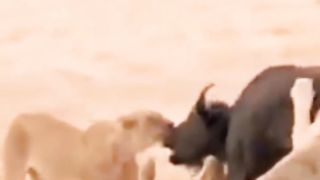 King Lion vs Buffalo fight