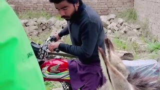Baton wala gadha/donkey